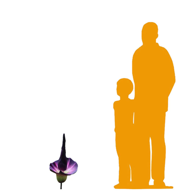 Purple Amorphallus Flower Statue