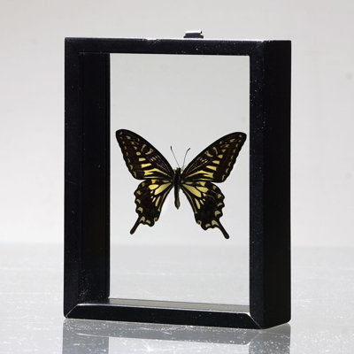 Papilio Xuthus Butterfly in Display Box