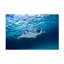 «Manta Ray» par Barathieu Gabriel - reproduction de photo sur toile tendue-339360769