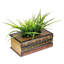 Artificial Grass in Planter