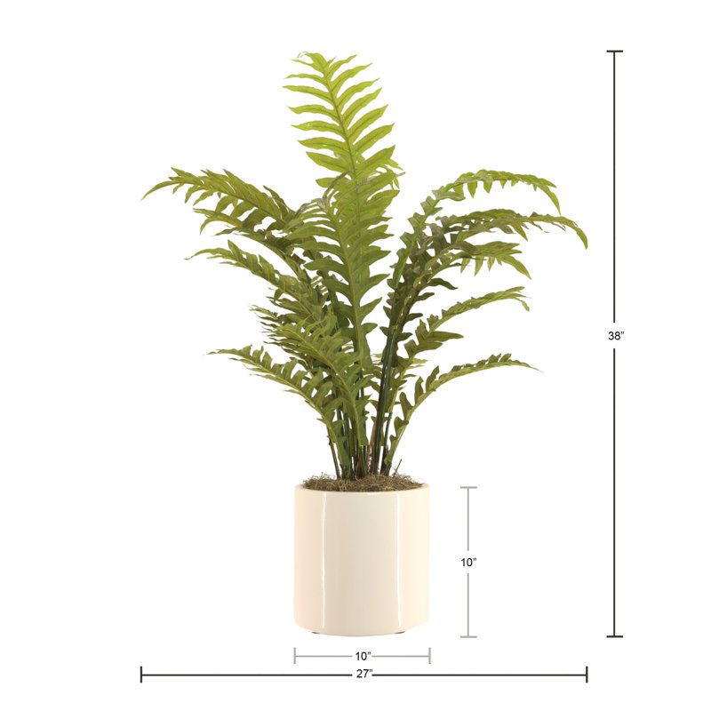 Fern Plant In Ceramic Vase