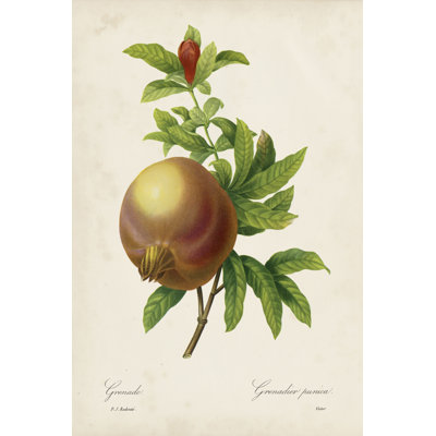 Redoute's Fruit III by Pierre Redoute - Wrapped Canvas Painting