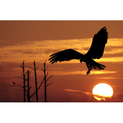 Silhouetted Osprey By Morning Sun - Wrapped Canvas Print