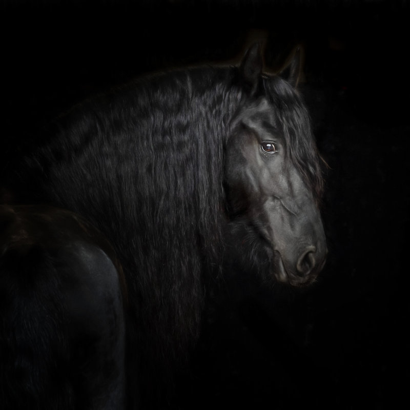 Equine Portrait X by PHBurchett - Wrapped Canvas Print, 30cm H x 30cm W