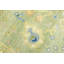 Très grand tapis oriental vert clair 10 x 14