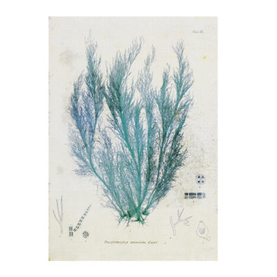 Polysiphonia par Henry Bradbury - impression