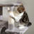 Indoor Cat Tree With Hammock, 2 Perches, Scratching Posts & Large Condo