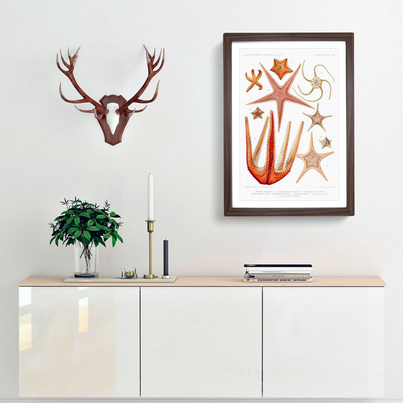 Starfish Illustrations by Albert I - Framed Print, 48cm H x 36cm W x 2cm D, Walnut Framed