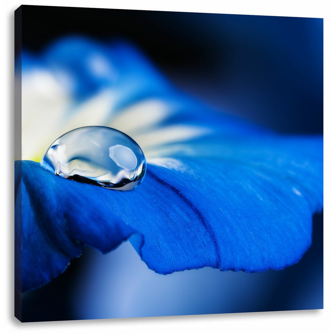 Leinwandbild Wassertropfen auf blauer Blüte