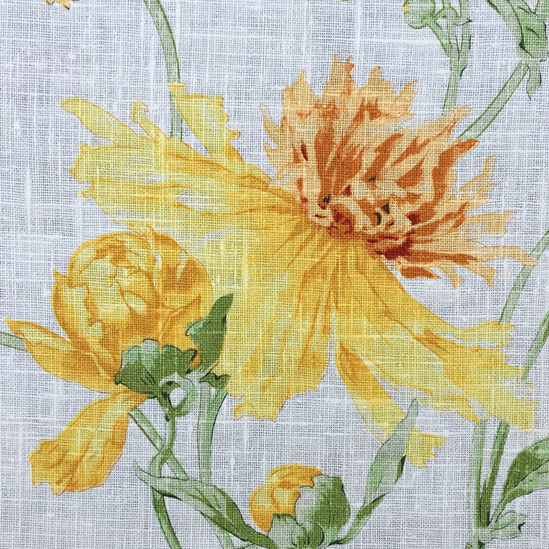 Méduse, Jaune huître