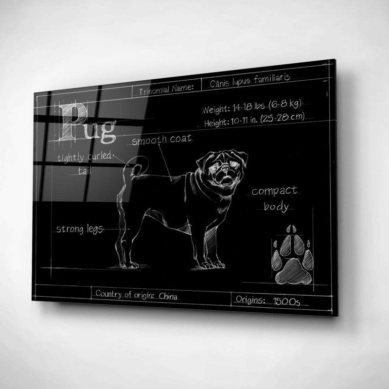 «Blueprint Pug» par Ethan Harper, art mural en verre acrylique, H 12 po x l 16 po x P 0,12 po