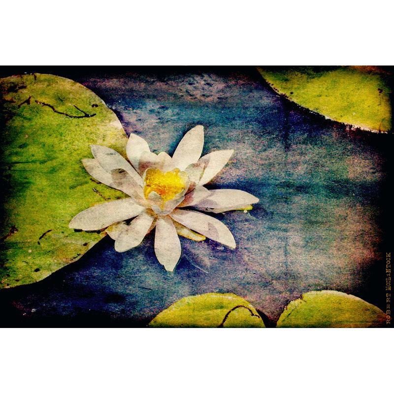 Kenilworth Lilies I by Robert McClintock - Wrapped Canvas Print, 30cm H x 46cm W