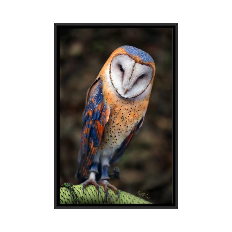Cute Owl by Ben Heine - Print on Canvas, 66.04 cm H x 45.72 cm W, Black Framed
