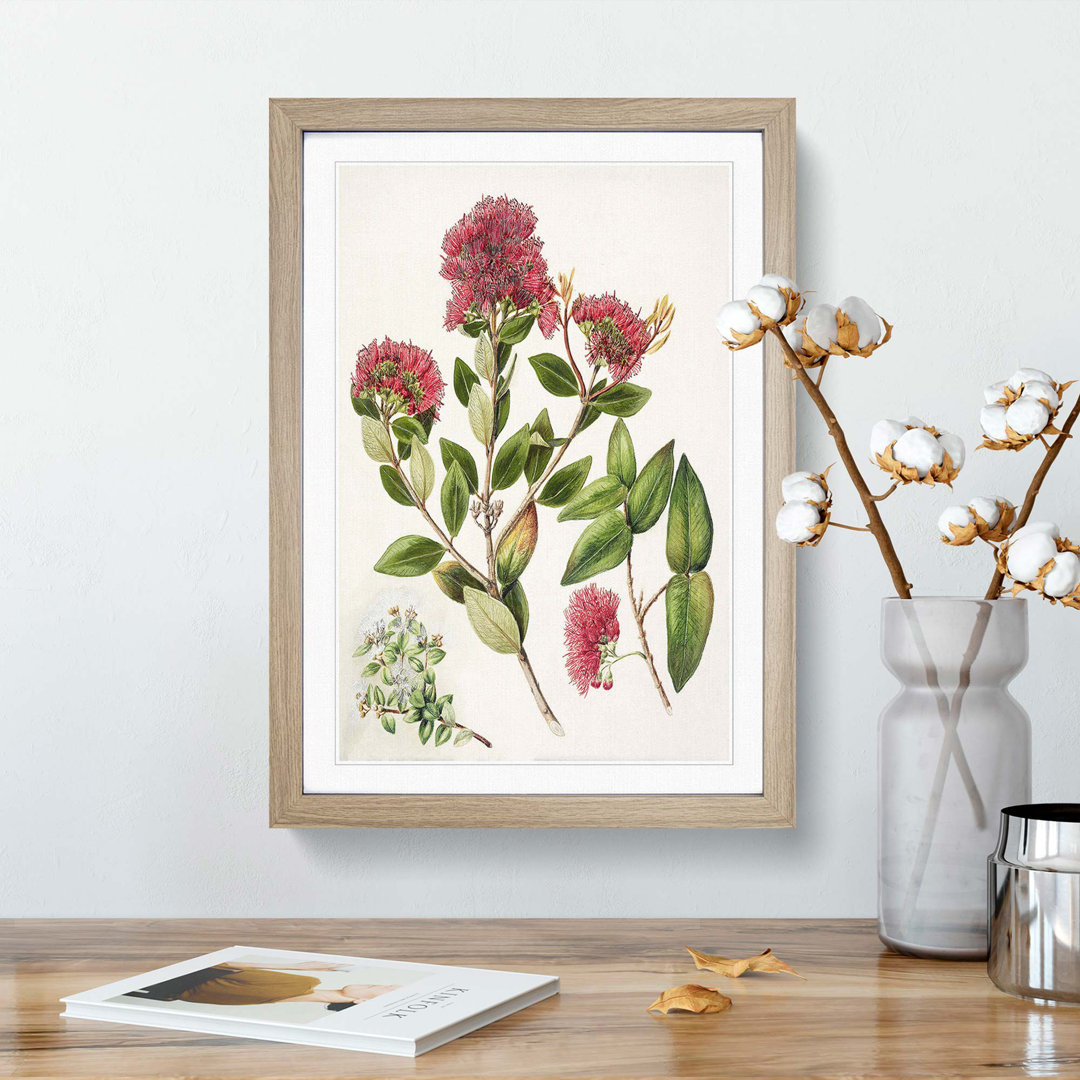 Aka. Rata Flowers by Sarah Featon - Framed Print