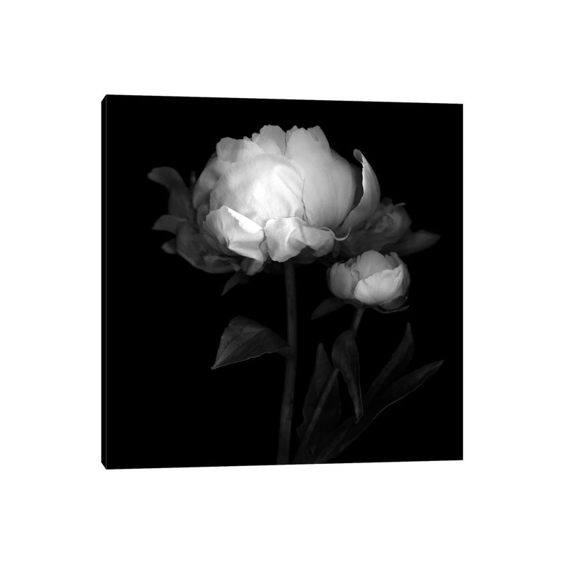 Peonies III by Magda Indigo - Wrapped Canvas Print, 93.98 cm H x 93.98 cm W