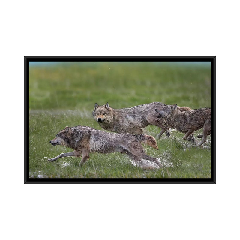 « loup trio running through water, north america », impression sur toile, H 18 po x l 26 po x P 1,5 po, Toile avec cadre noir