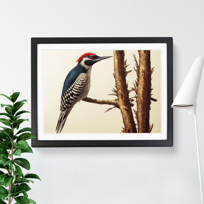 Vintage Woodpecker Bird Art Vol.2 - Framed Print