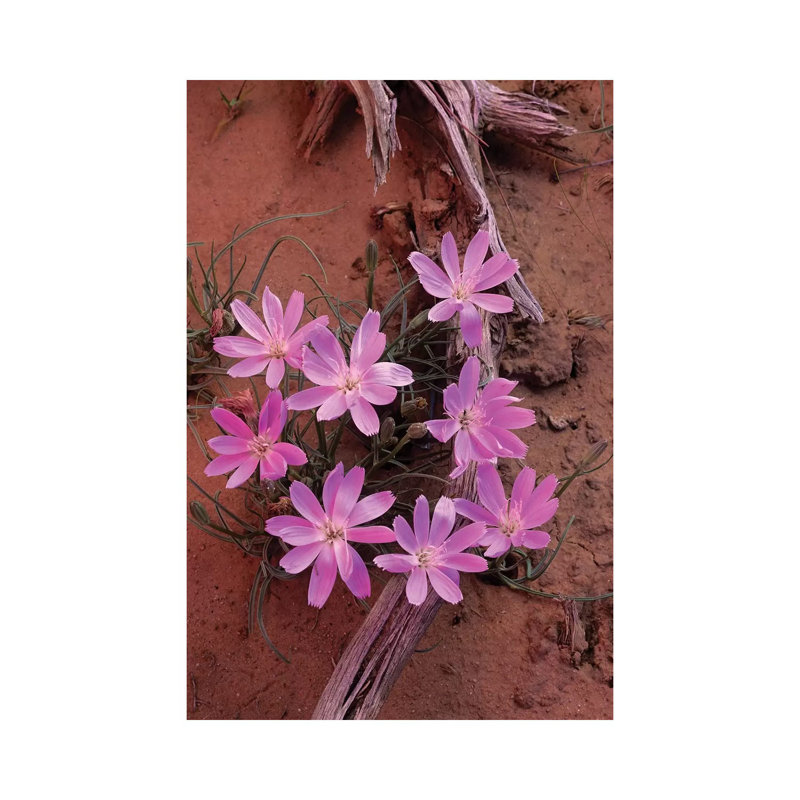 Desert Chicory Close Up Of Bloom, North America by Tim Fitzharris - Gallery-Wrapped Canvas Giclée on Canvas, Canvas