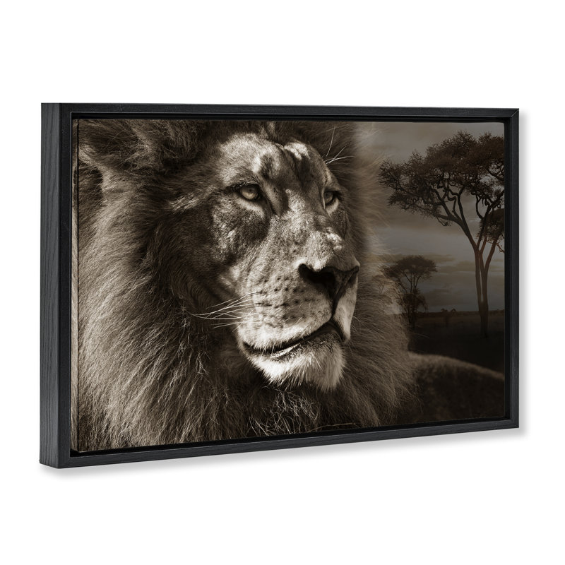 Portrait de lion sur la savane, Cadre flottant noir de jais, 17" H x 25" W