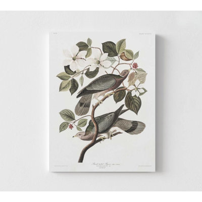 John James Audubon - Pigeons voyageurs, reproduction d'art