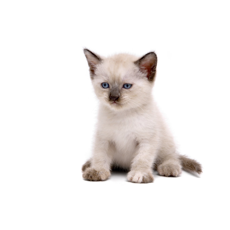 Isolated Kitten by Mchen007 - No Frame Art Prints on Canvas, 51cm H x 76cm W