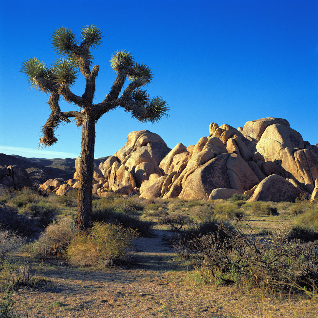 Joshua Tree von Lfreytag - Kunstdrucke auf Leinwand ohne Rahmen