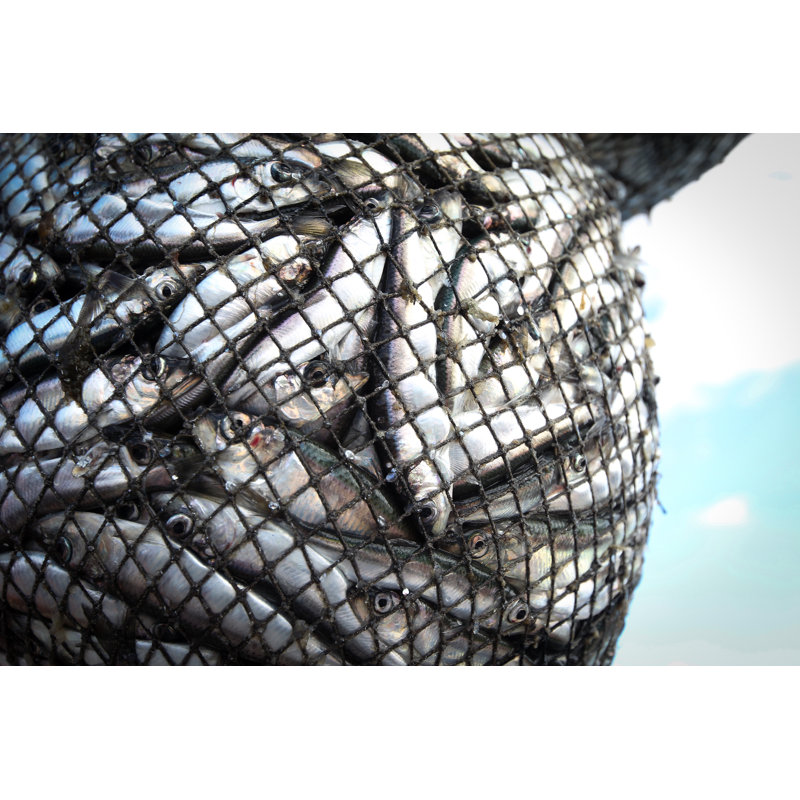 Fishes In The Net by Irenadragan - Wrapped Canvas Print, 61cm H x 91cm W x 3.8cm D
