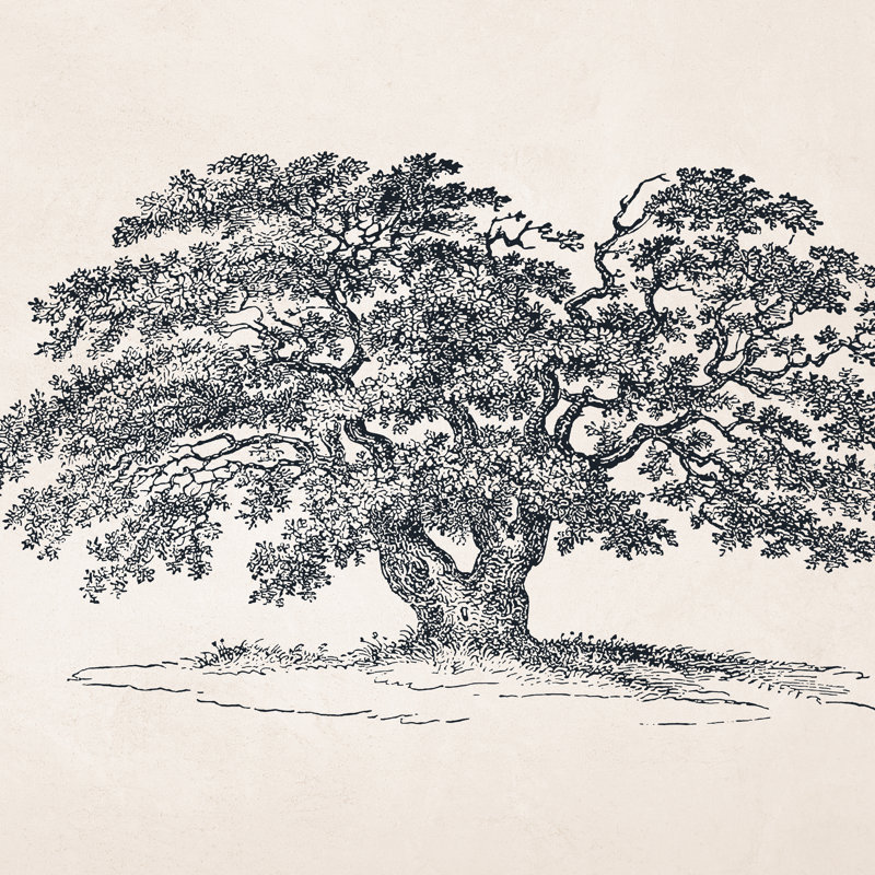 «Wide Oak Tree S Croquis» par Apolo, Non, H 12 po x l 12 po, Toile tendue