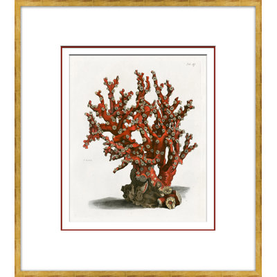Coral In Red 3 Giclee Print
