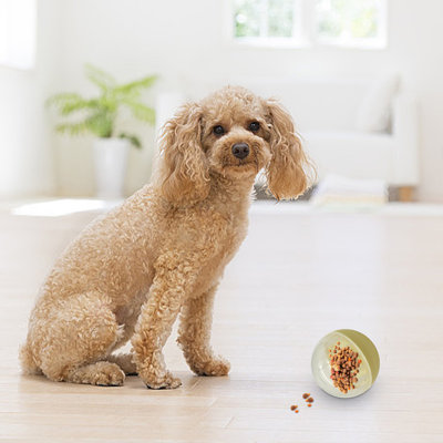 Distributeur de friandises pour chien