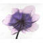 Magnifique fleur d'anémone mauve, impression encadrée