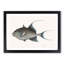 Old Wife Fish by Mark Catesby - Picture Frame Painting Print-55723838-55723839