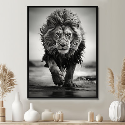Lyse Black And White Lion Running In Africa Framed On Canvas Print