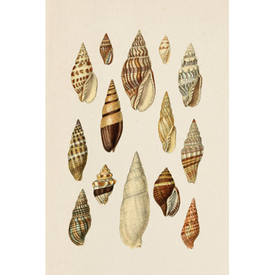 Cone Shell Display II by Jennifer Goldberger - Wrapped Canvas Painting