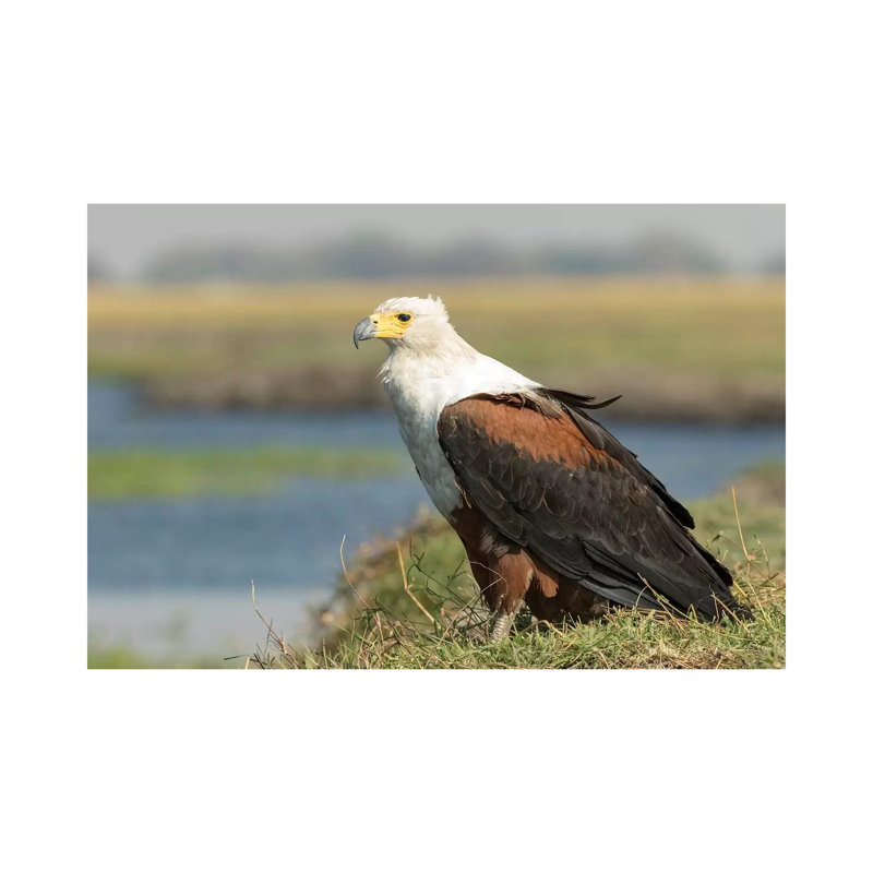 Africa, Botswana, Chobe National Park. Close-up Of Fish Eagle On Grass. - Wrapped Canvas Print