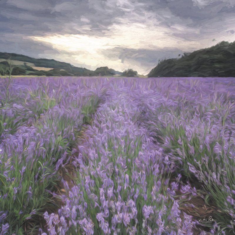 «Cristofer Field of Lavender» par Martin Podt - reproduction d'art sur toile tendue, H 12 po x l 12 po