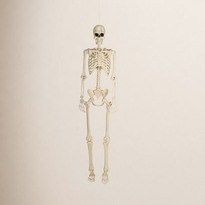 Lifesize Posable Skeleton Figurine