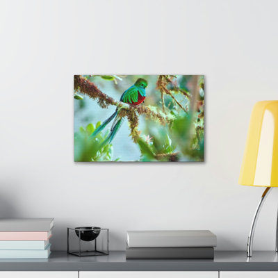 Quetzal Hunting Quetzal on Hunt Print Animal Wall Art