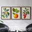 Feuillage antique et fruit VI - ensemble de 3 peintures sur toile encadrées-305686306-305686307