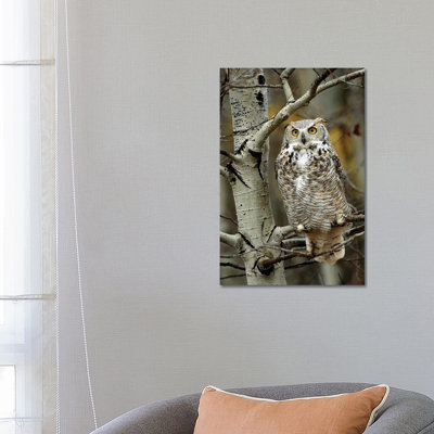 Great Horned Owl Pale Form, Perched in Tree, Alberta, Canada 1 Piece Wrapped Canvas Wall Art