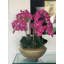 Blaze Bowl With Phalaenopsis Orchids-831485840