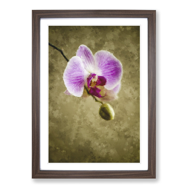 Orchid Flowers Vol.6 - Framed Print, 36cm H x 27cm W x 2cm D, Walnut Framed