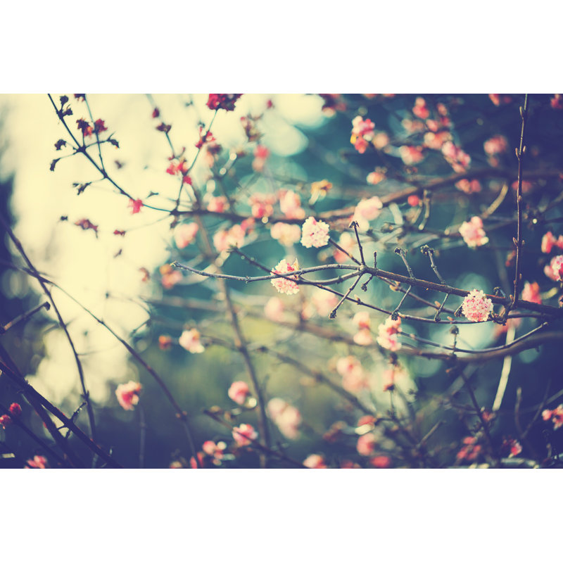 Little Viburnum In Winter by Rike_ - Wrapped Canvas Print, 61cm H x 91cm W