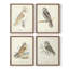 Barn Owl, reproduction encadrée - ensemble de 4-311021000-311021001