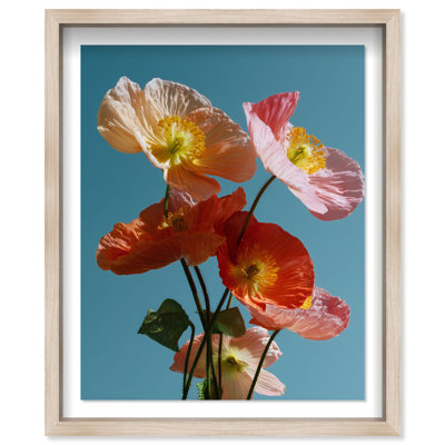 Poppy Bloom II Shadowbox Floral & Botanical Print by Oliver Gal, Black Frame, 16 x 20