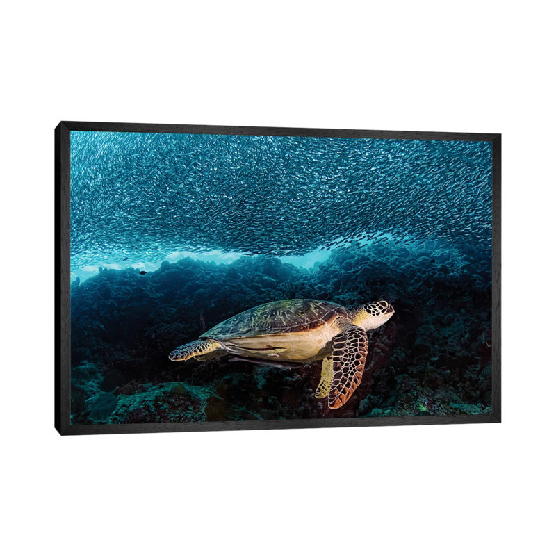 Turtle And Sardines by Henry Jager - Print on Canvas, 66.04 cm H x 45.72 cm W, Black Framed