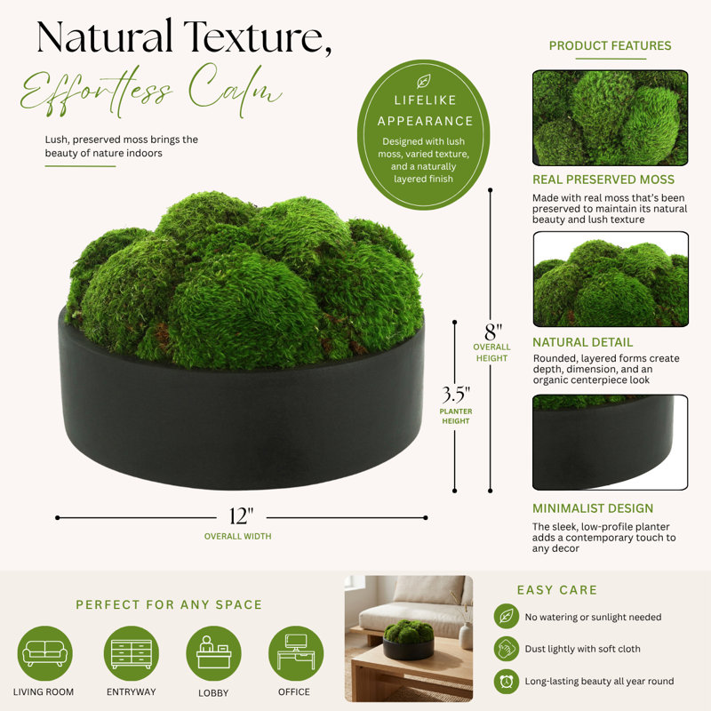Nature's Nostalgia 8'' Moss Plant in Fiberstone Planter, Black
