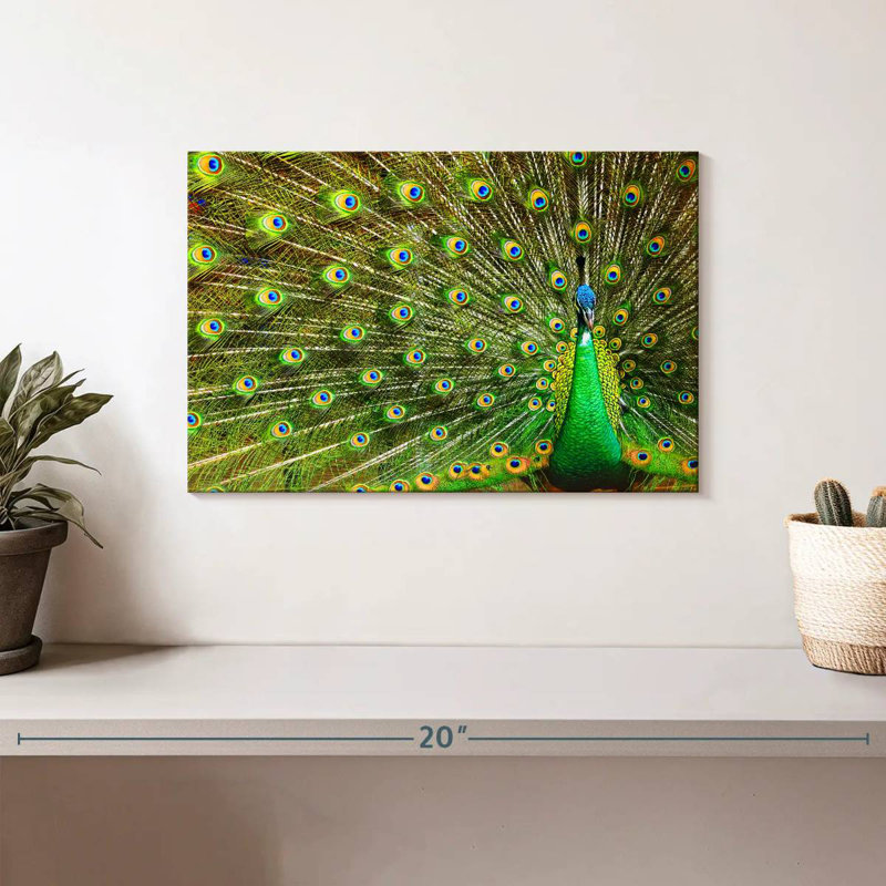 Brampt exhibant des plumes de paon, H 8 po x l 12 po