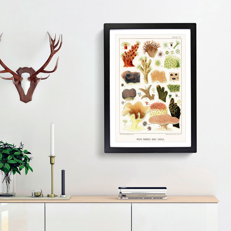 Great Barrier Reef Corals VIII by W. Saville-Kent - Picture Frame Painting Print, 65cm H x 48cm W x 2cm D, Black Framed