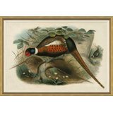 Pheasants From Gould's Birds Of Australia 13 Giclee Print by John Gould